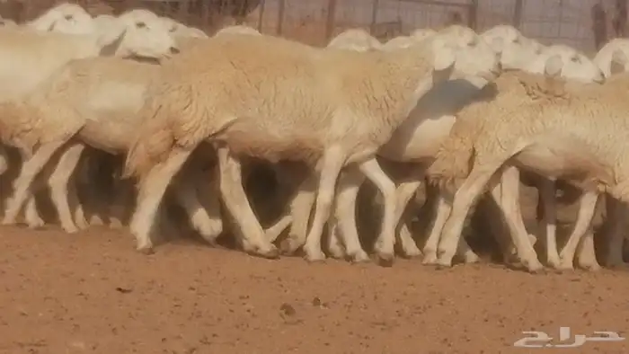 رخال حريات حرش صنف جنب دفيع ضان مراح 34 رأس 0