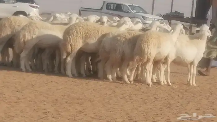 رخال حريات حرش صنف جنب دفيع ضان مراح 34 رأس 44