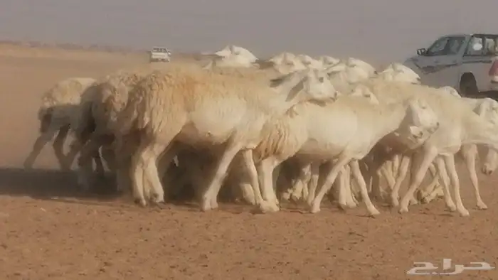 رخال حريات حرش صنف جنب دفيع ضان مراح 34 رأس 46