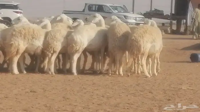 رخال حريات حرش صنف جنب دفيع ضان مراح 34 رأس 13