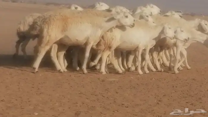 رخال حريات حرش صنف جنب دفيع ضان مراح 34 رأس 40