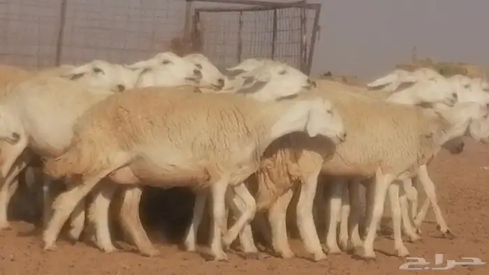 رخال حريات حرش صنف جنب دفيع ضان مراح 34 رأس 38