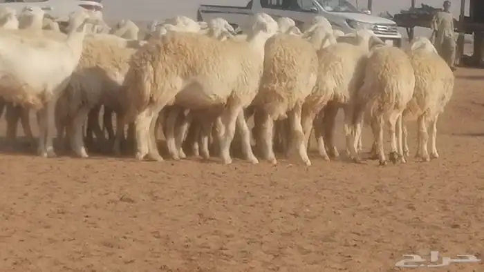 رخال حريات حرش صنف جنب دفيع ضان مراح 34 رأس 10