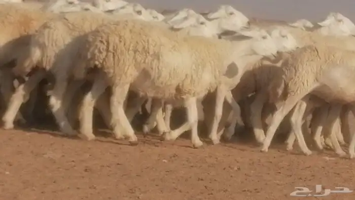 رخال حريات حرش صنف جنب دفيع ضان مراح 34 رأس 8