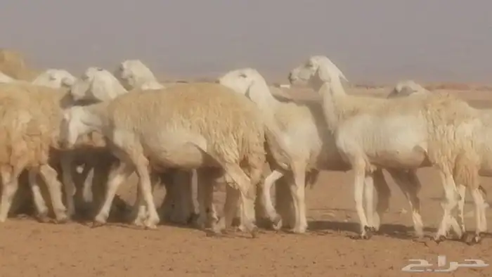 رخال حريات حرش صنف جنب دفيع ضان مراح 34 رأس 47