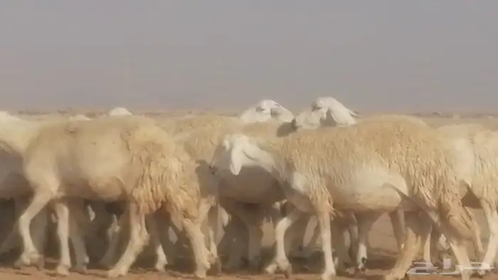 رخال حريات حرش صنف جنب دفيع ضان مراح 34 رأس 42