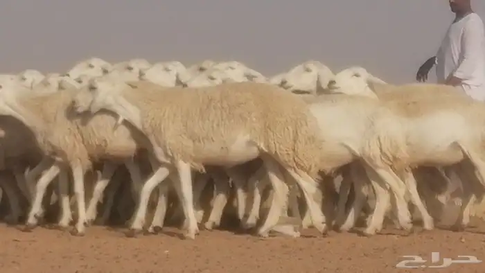 رخال حريات حرش صنف جنب دفيع ضان مراح 34 رأس 19