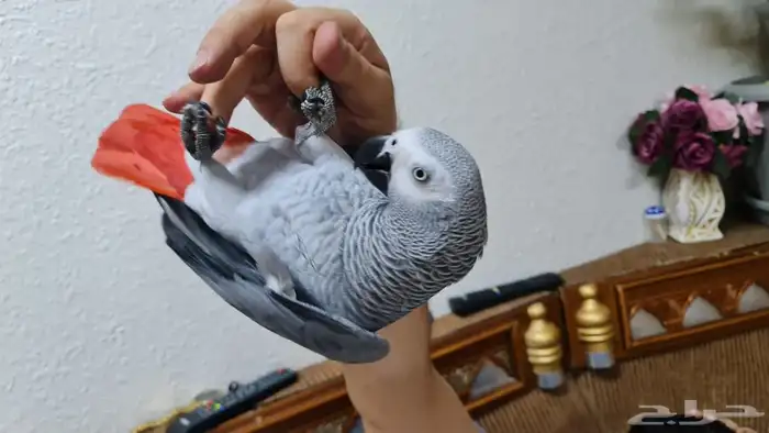 كاسكو اليف ومتكلام 0