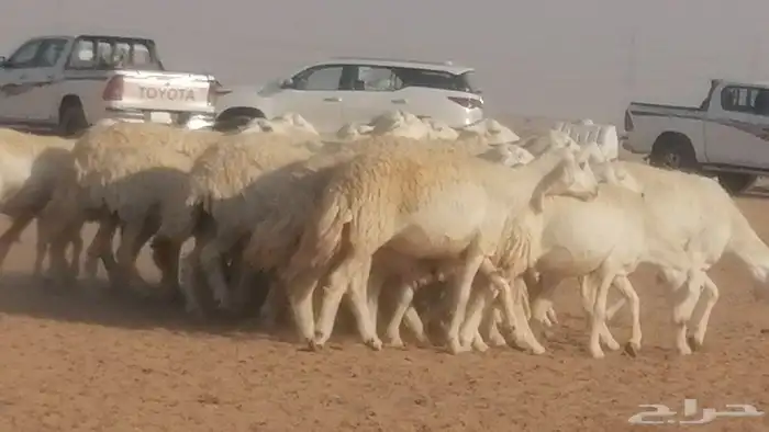 رخال حريات حرش صنف جنب دفيع ضان مراح 34 رأس 41