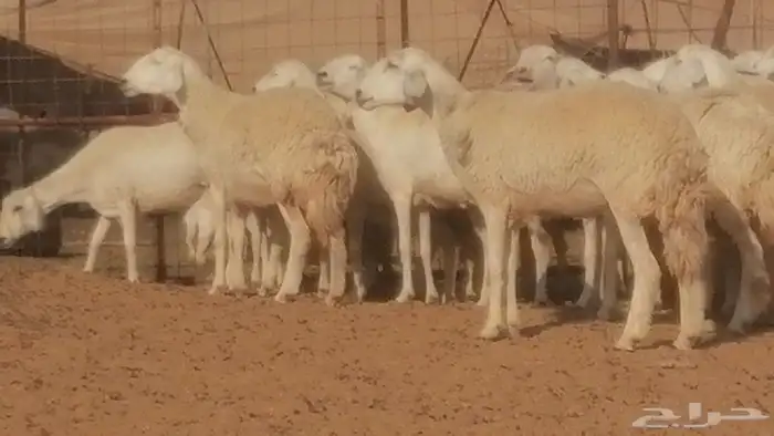 رخال حريات حرش صنف جنب دفيع ضان مراح 34 رأس 3