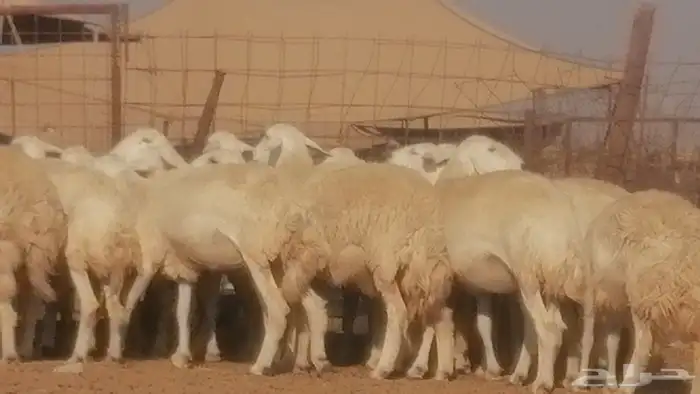 رخال حريات حرش صنف جنب دفيع ضان مراح 34 رأس 12