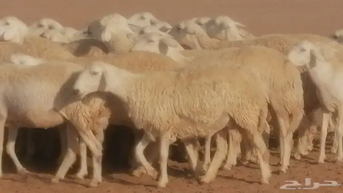 رخال حريات حرش صنف جنب دفيع ضان مراح 34 رأس 22