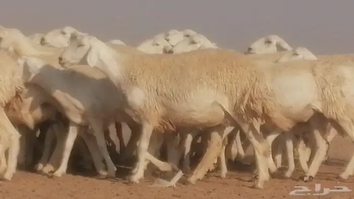 رخال حريات حرش صنف جنب دفيع ضان مراح 34 رأس 27