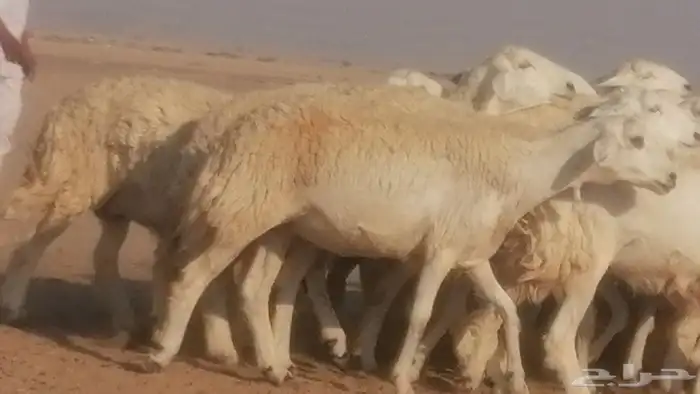 رخال حريات حرش صنف جنب دفيع ضان مراح 34 رأس 24