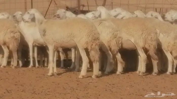 رخال حريات حرش صنف جنب دفيع ضان مراح 34 رأس 1