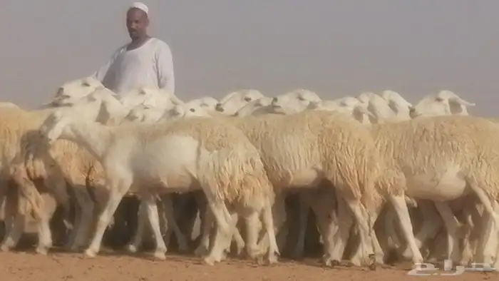 رخال حريات حرش صنف جنب دفيع ضان مراح 34 رأس 9