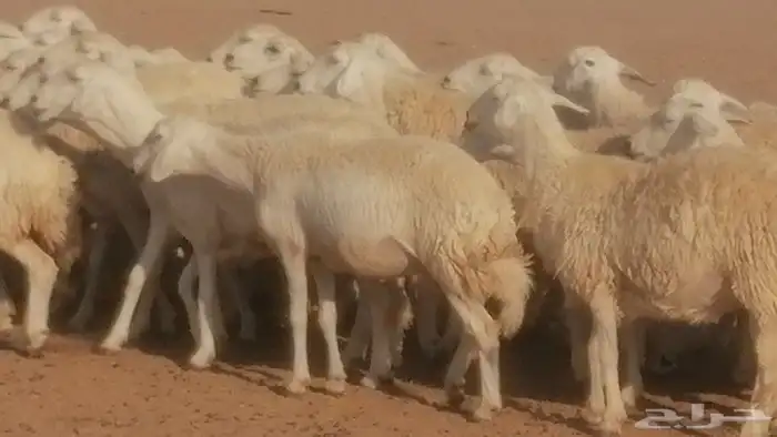 رخال حريات حرش صنف جنب دفيع ضان مراح 34 رأس 21