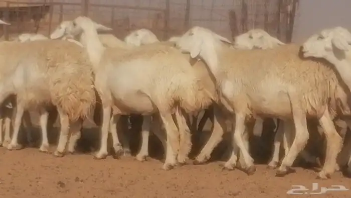 رخال حريات حرش صنف جنب دفيع ضان مراح 34 رأس 23