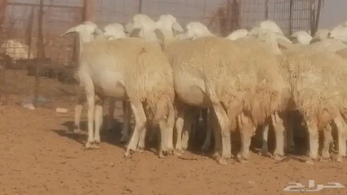 رخال حريات حرش صنف جنب دفيع ضان مراح 34 رأس 30