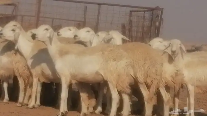 رخال حريات حرش صنف جنب دفيع ضان مراح 34 رأس 11