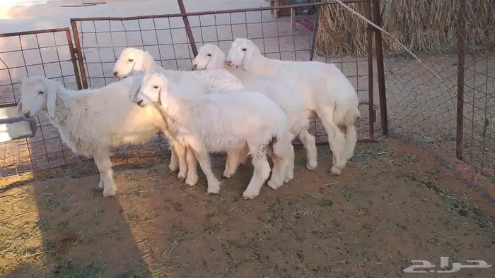 5 هرافي حري مغلق 3-4شهور 0