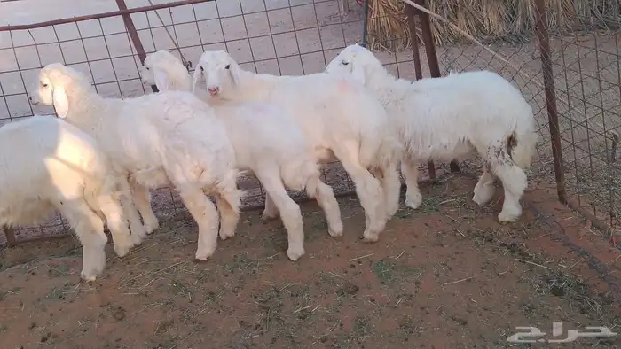 5 هرافي حري مغلق 3-4شهور 1