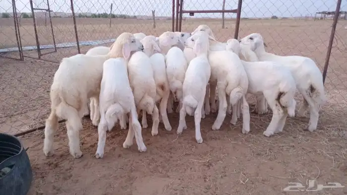 النوع بهم حري تربيه شعره بيض وطرف العدد 18 1