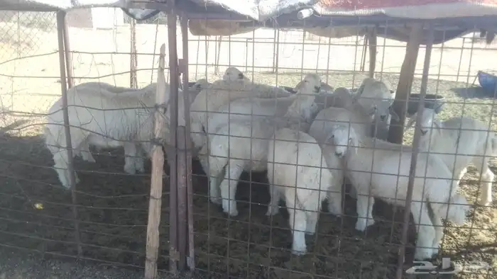 للبيع خرفان حريات سلم 0