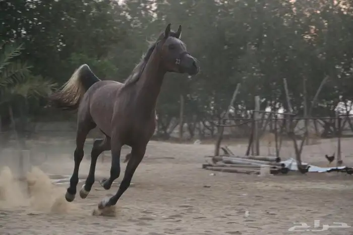 حصان عربي أوراق حفيد ابها قطر جميل جدا منوة القناي 1