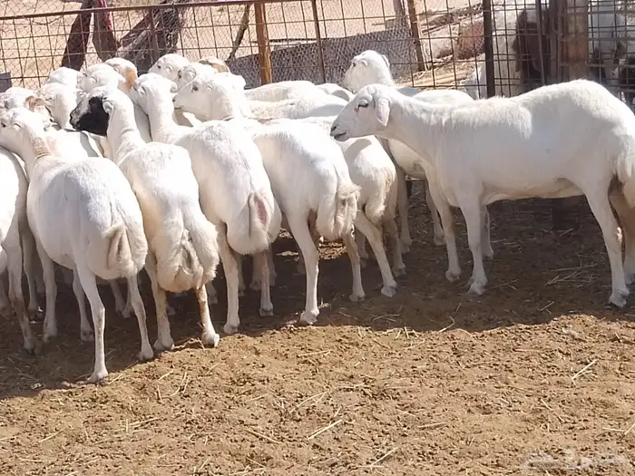 غنم رفيديات مقاني دفيع ومضاريع 4