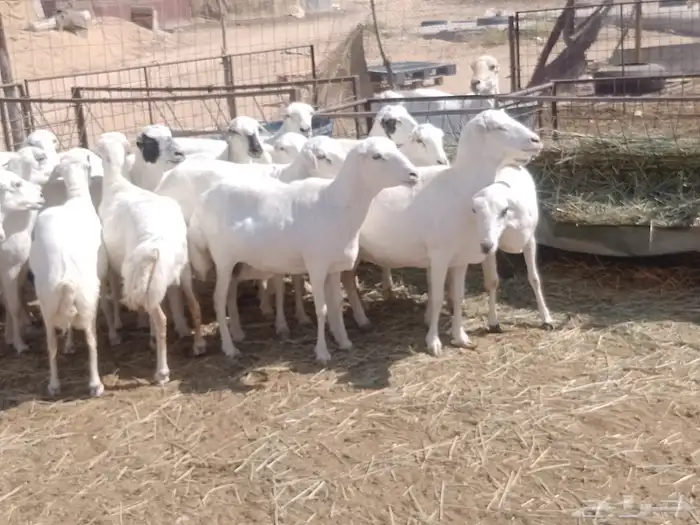 غنم رفيديات مقاني دفيع ومضاريع 0