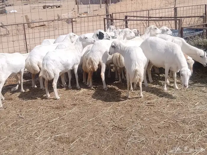 غنم رفيديات مقاني دفيع ومضاريع 2