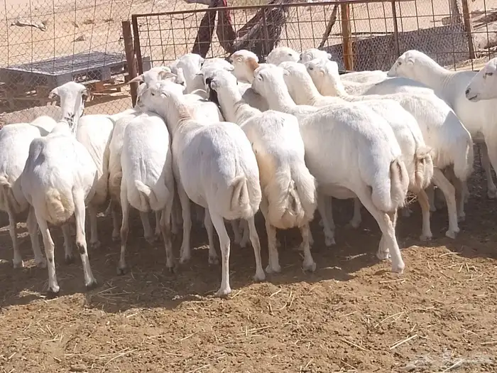 غنم رفيديات مقاني دفيع ومضاريع 1