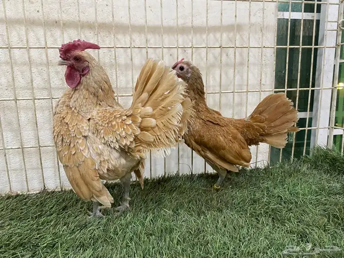 دجاج سبرايت كريمي لون صافي 7