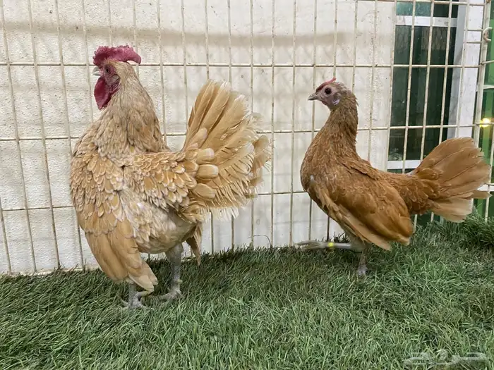 دجاج سبرايت كريمي لون صافي 4