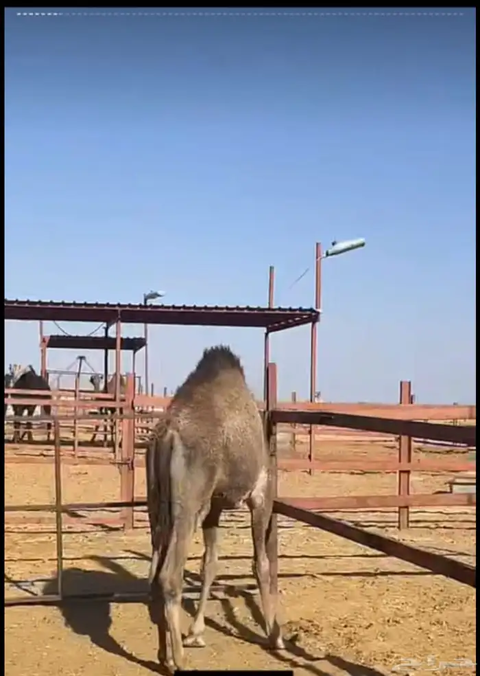 ملحمه حاشي السويرقيه جده حي الفروسيه 18