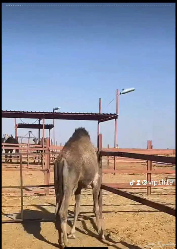 ملحمه حاشي السويرقيه جده حي الفروسيه 13