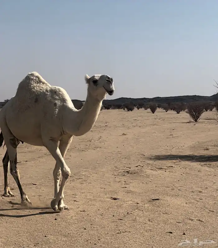 ناقه وضحاء ضريبه 0