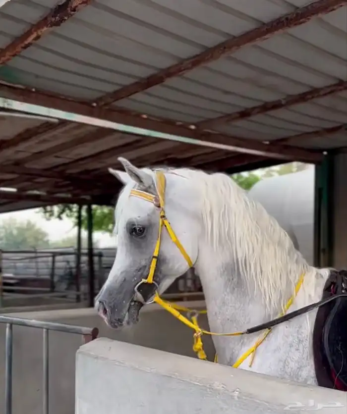 حصان واهو متاح للتشبيه لوجه الله تعالى 0