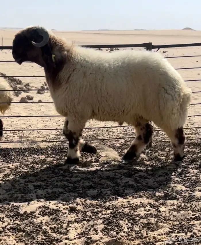 جذعان صنف مشاريع فحول 0