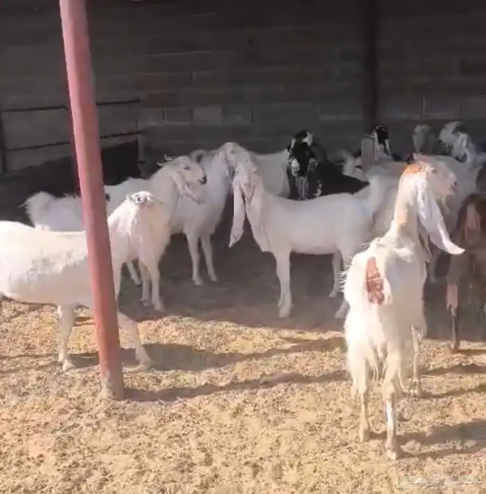 معزا مشاريك وهولنديات طيبه 1