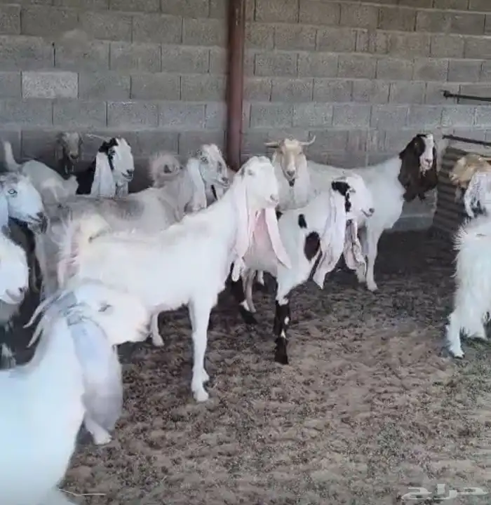 معزا مشاريك وهولنديات طيبه 0