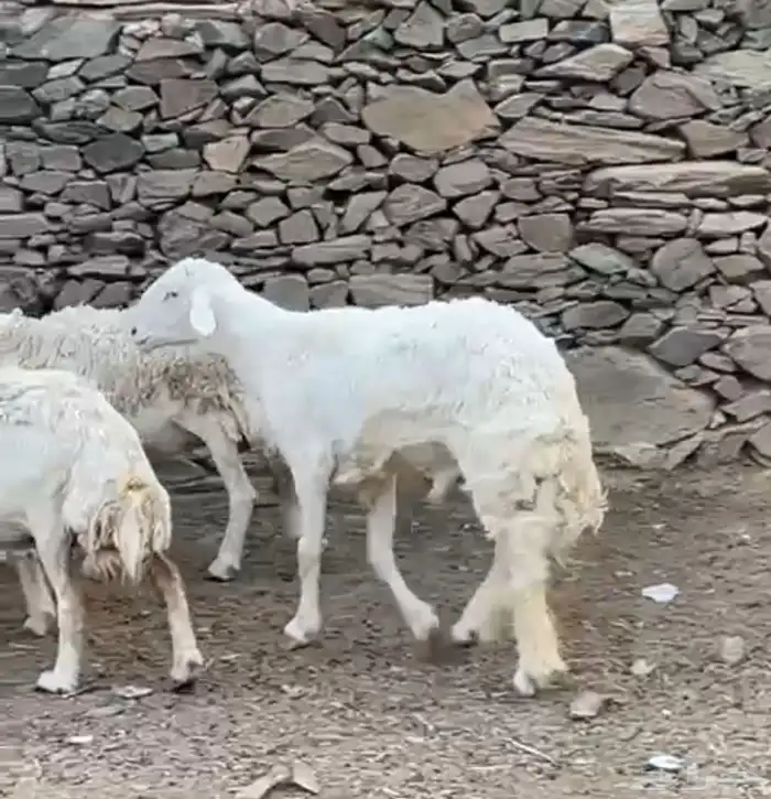 خروف للبيع 0