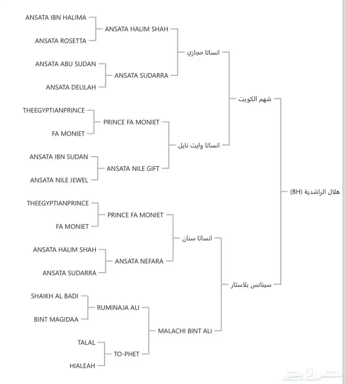 حصان واهو متاح للتشبيه لوجه الله تعالى 1