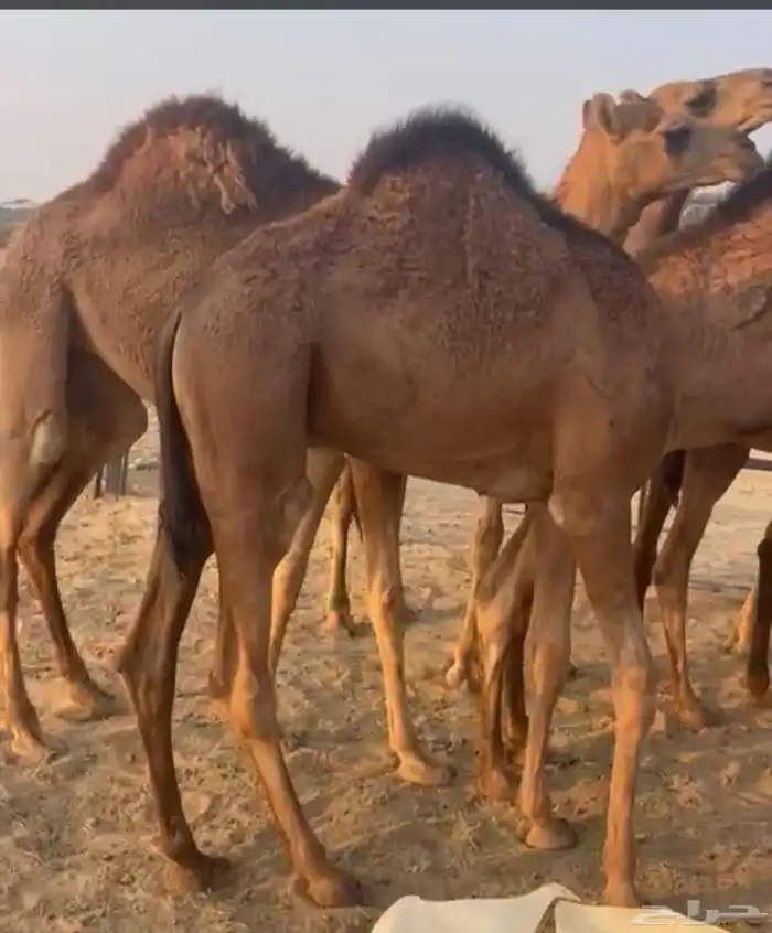 قعدان سواحل 0