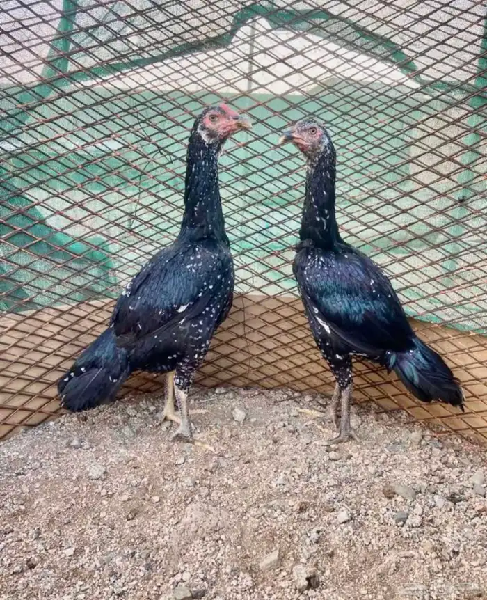 مطلوب دجاج سندي 0