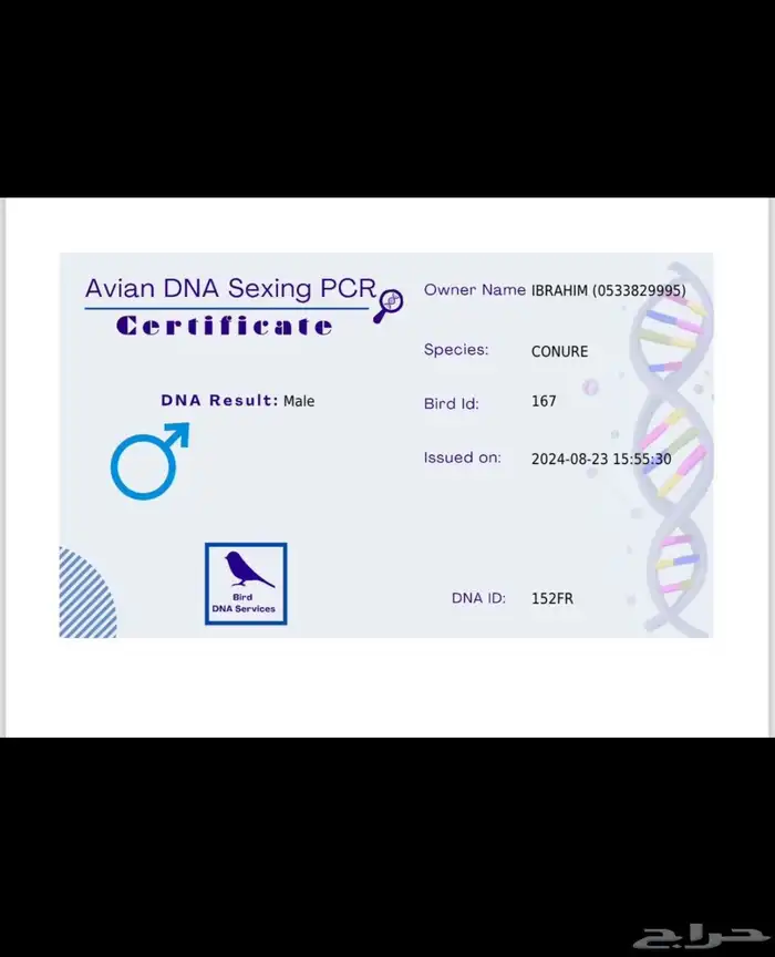 ذكر كنيور صن شيك رد فاكتور 1