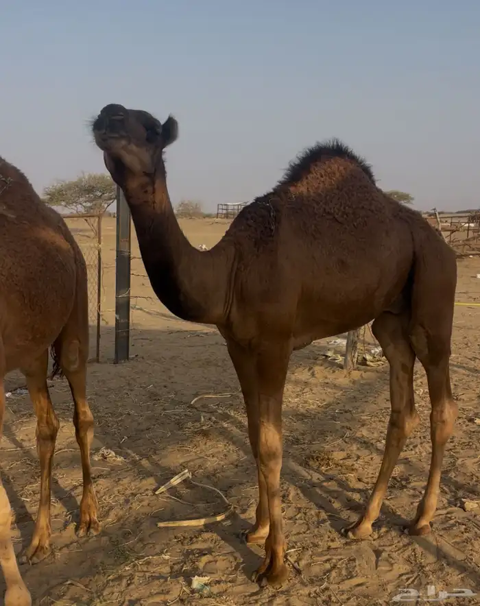 قعدان سواحل 2