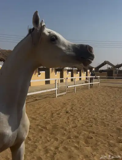 فرس واهو بنت بطل العالم اي اس حرير index