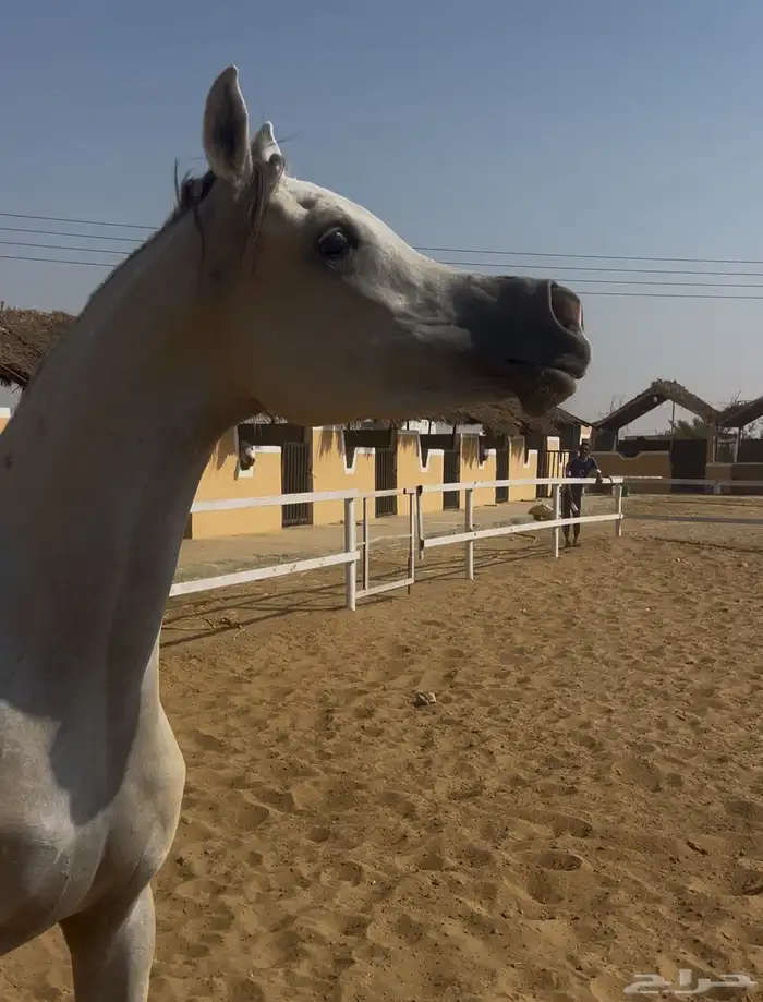 فرس واهو بنت بطل العالم اي اس حرير 0